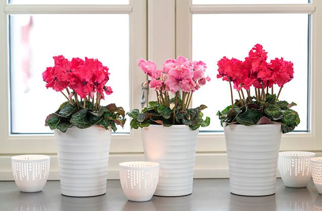 Røde og rosa alpefioler i vinduskarm