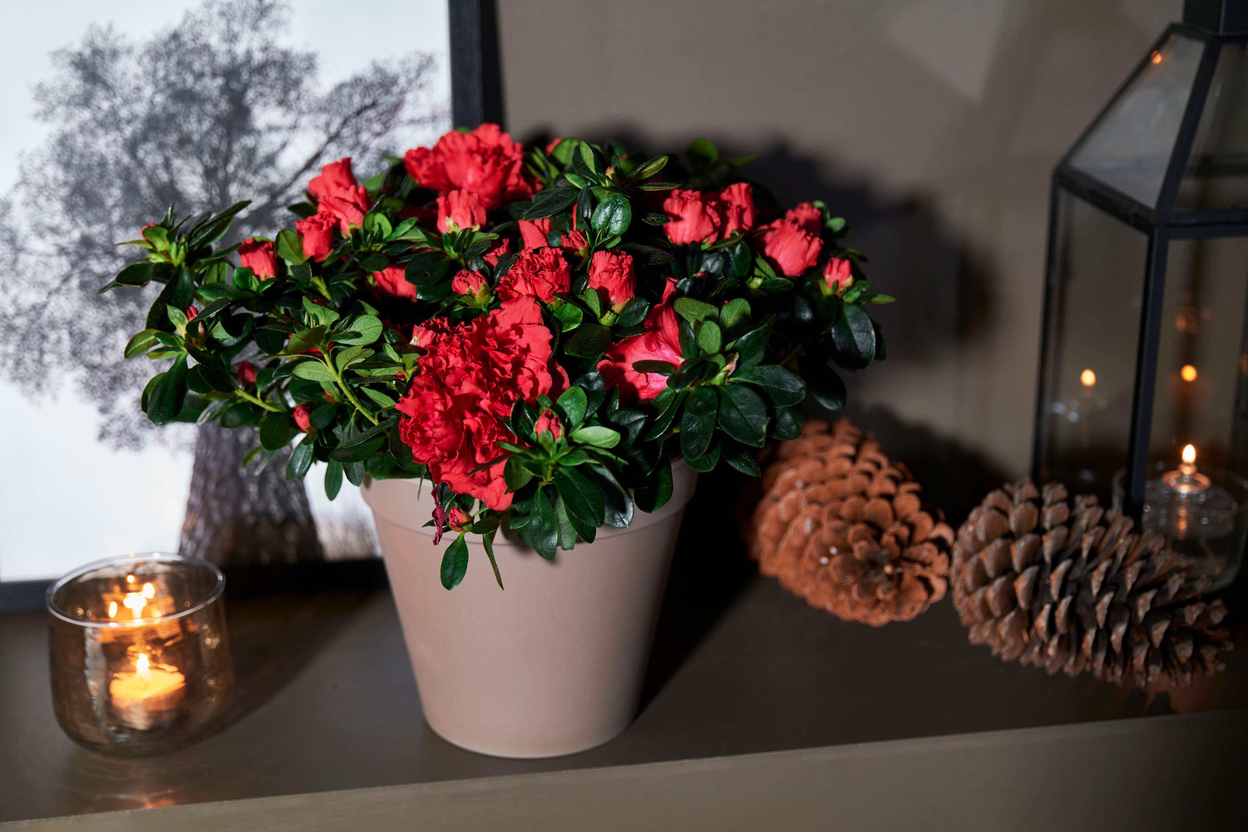 Rød azalea, kongler og lys
