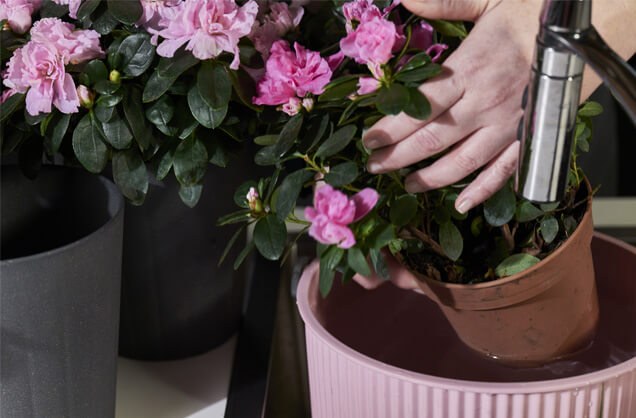 Vanning av azalea under springen