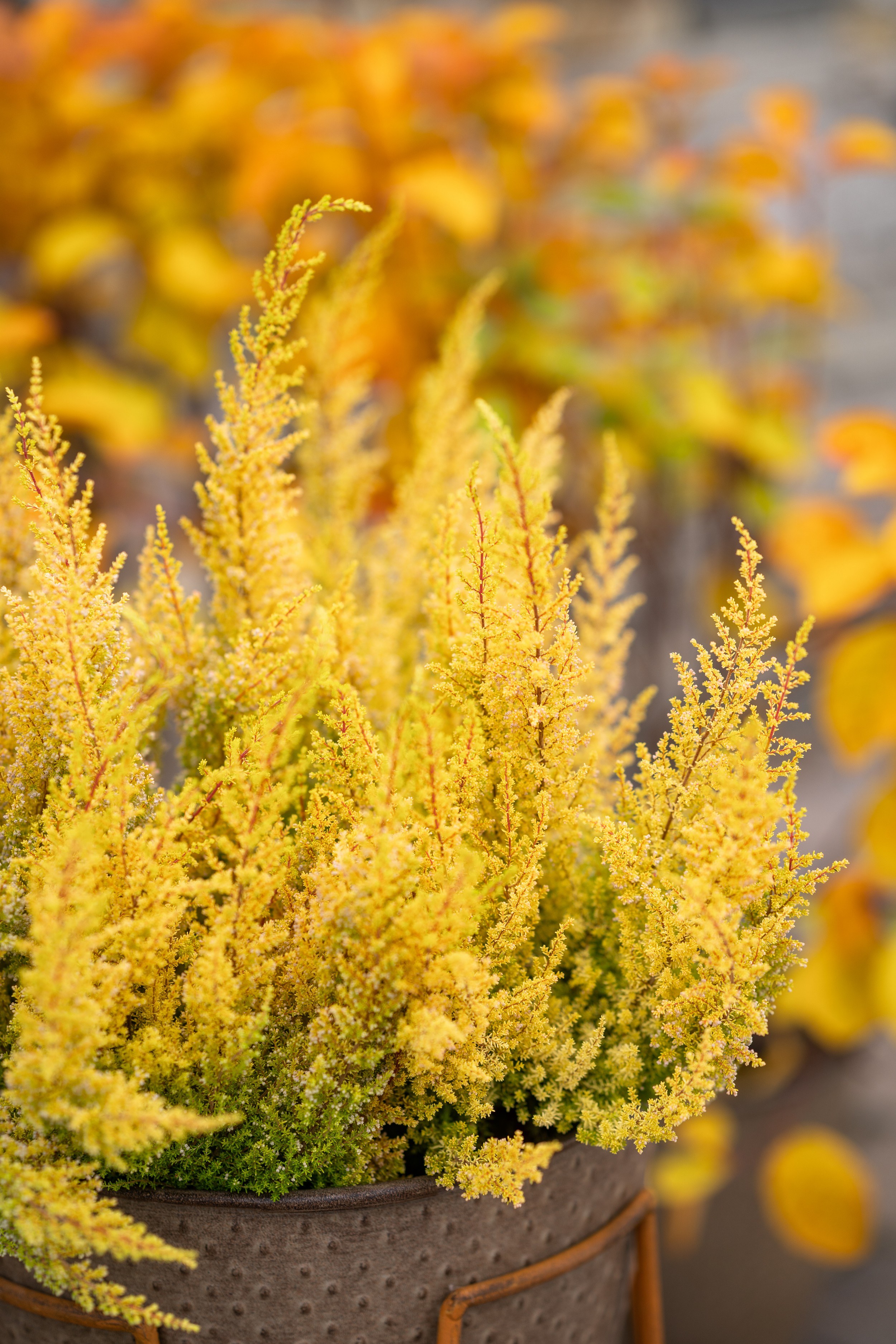 Erica sparsa Armely lemon fra Interflora