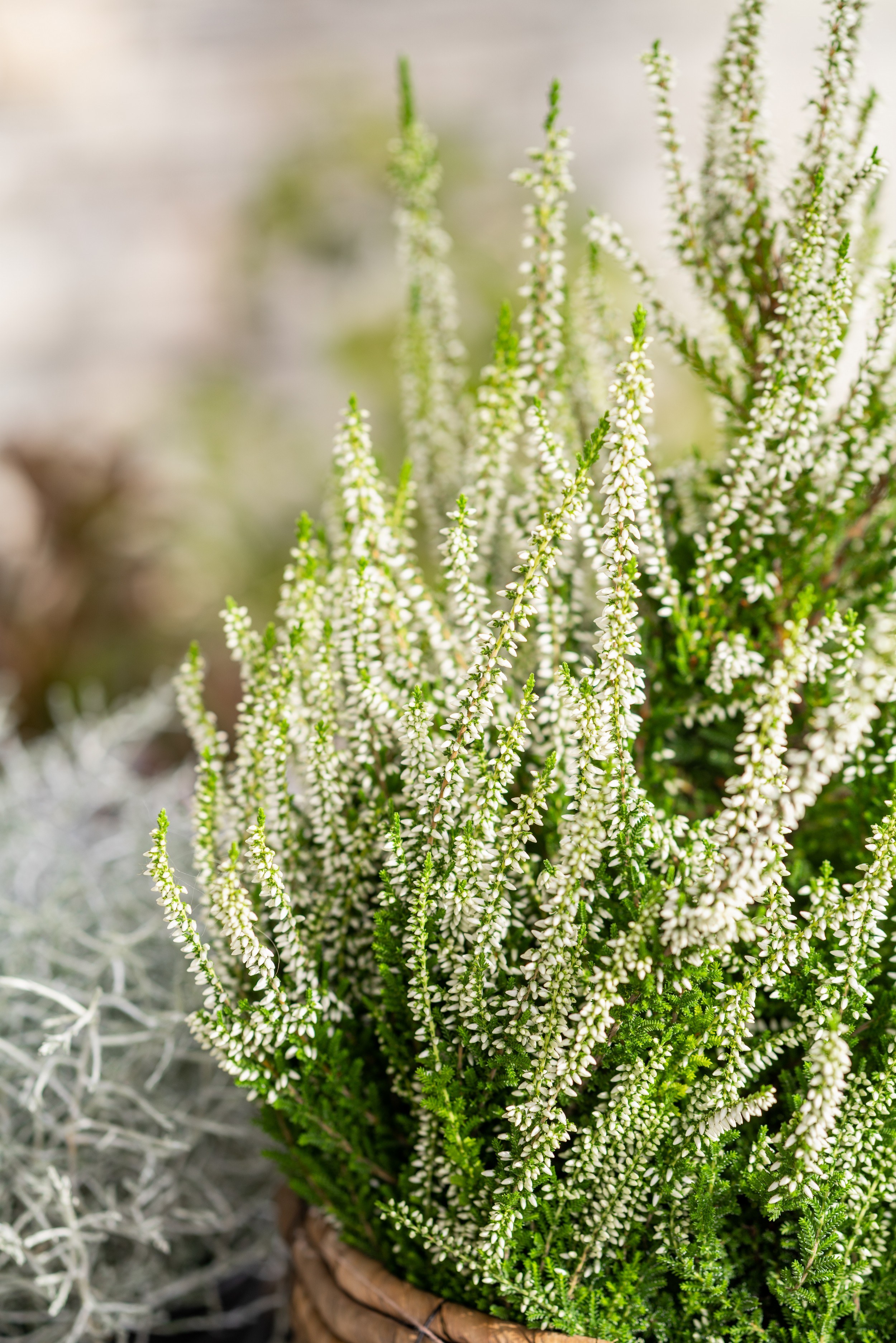 Hvit Calluna fra Interflora
