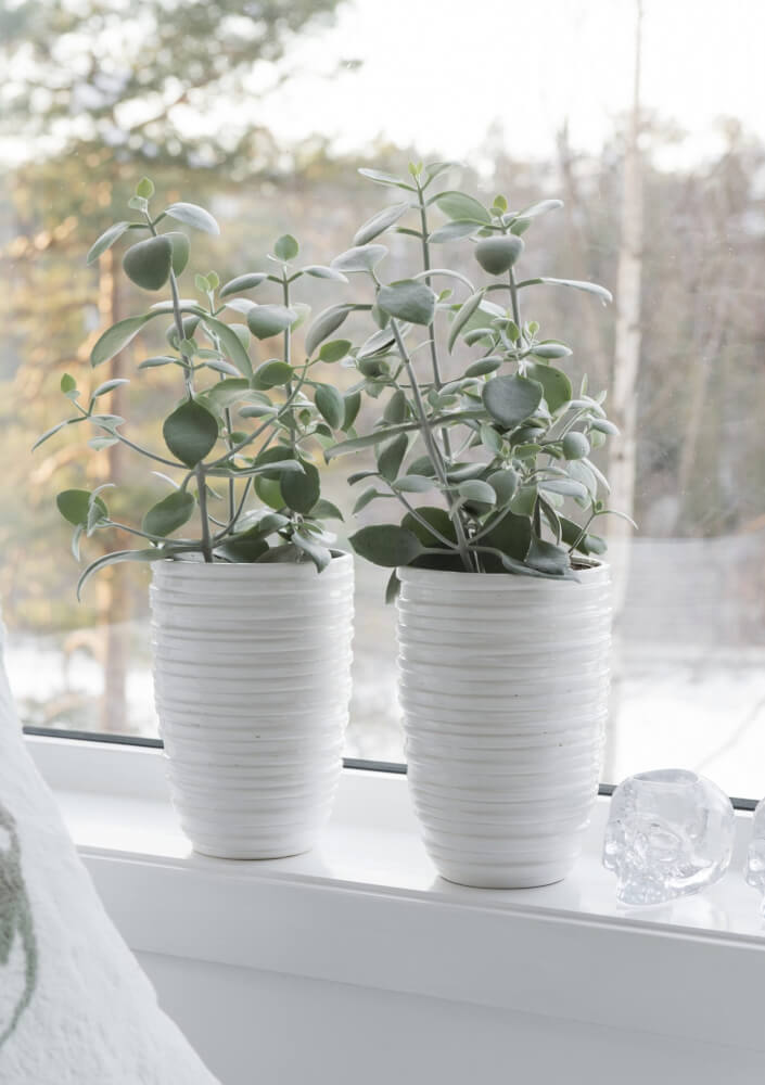 Kalanchoe Hildebrandtii - Interflora