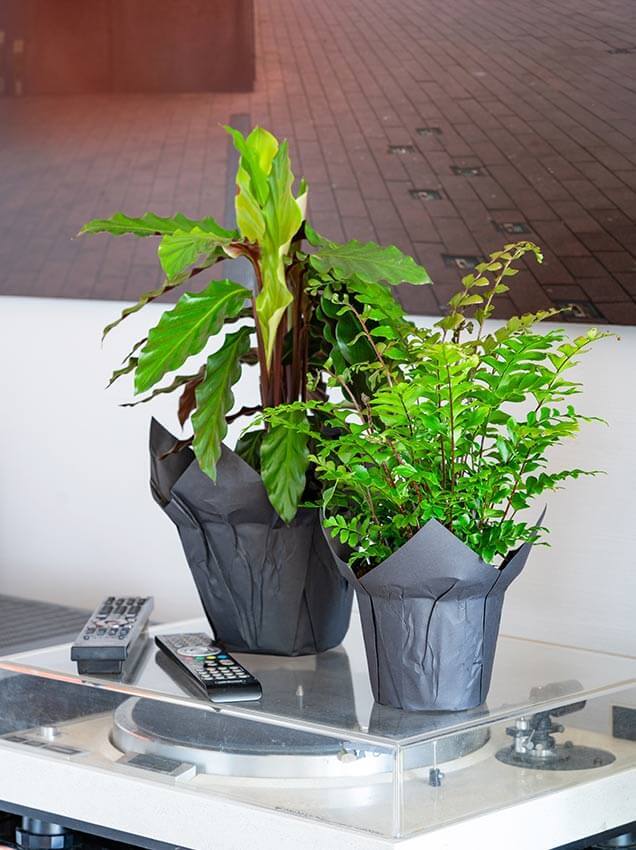 Interflora grønne planter