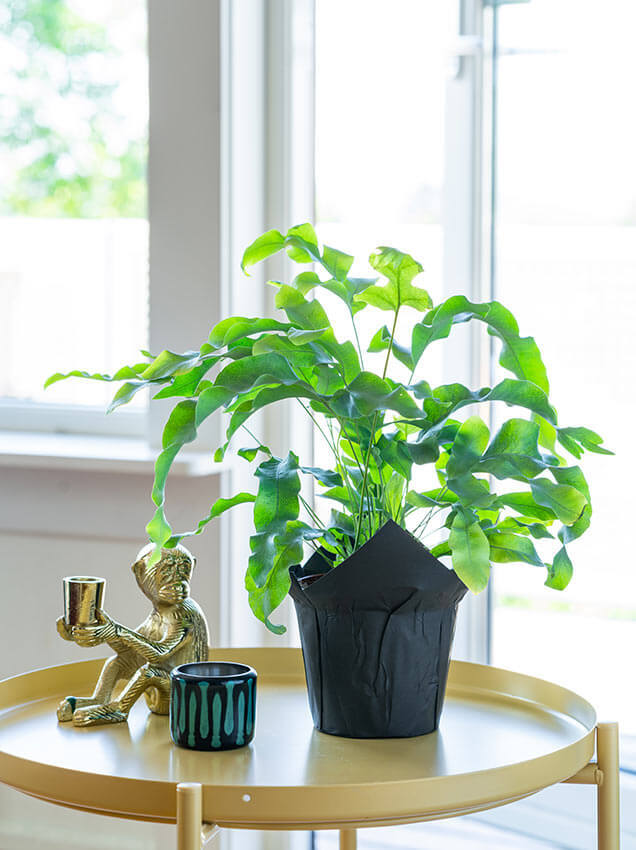 Interflora grønne planter