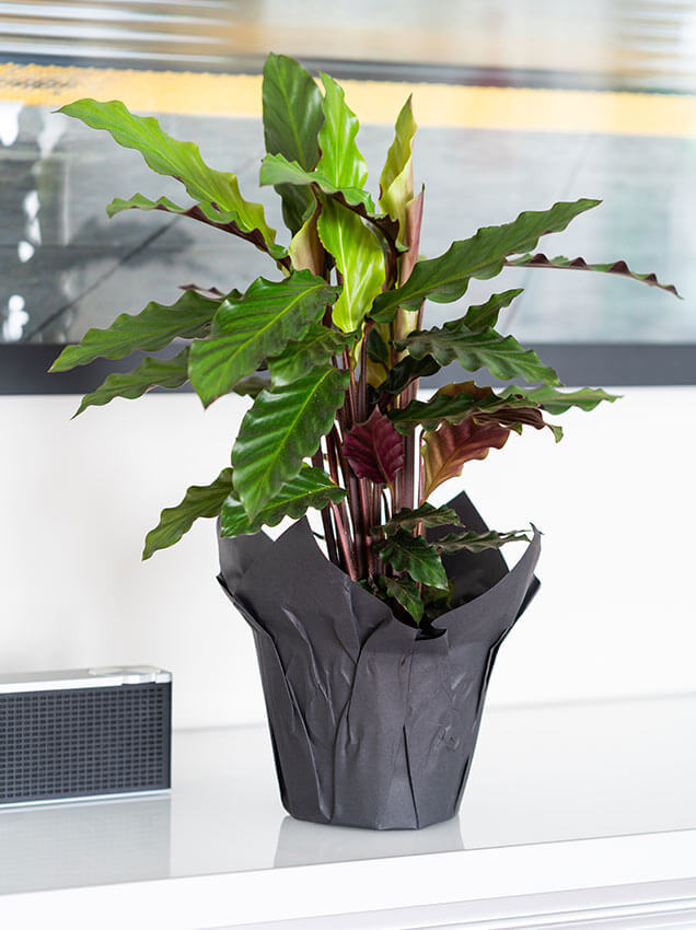 Interflora grønne planter