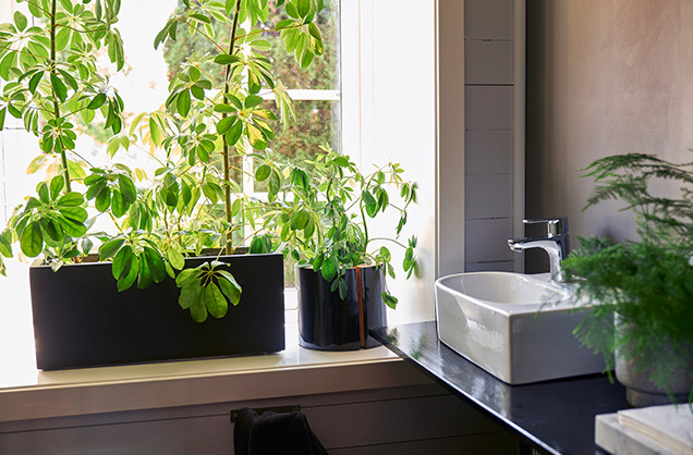 Interflora grønne planter på badet