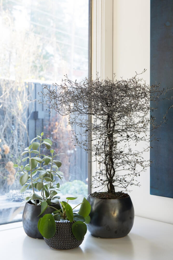 Corokia Cotoneaster, Pilea Peperomioides og Kalanchoe Hildebrandtii - Interflora