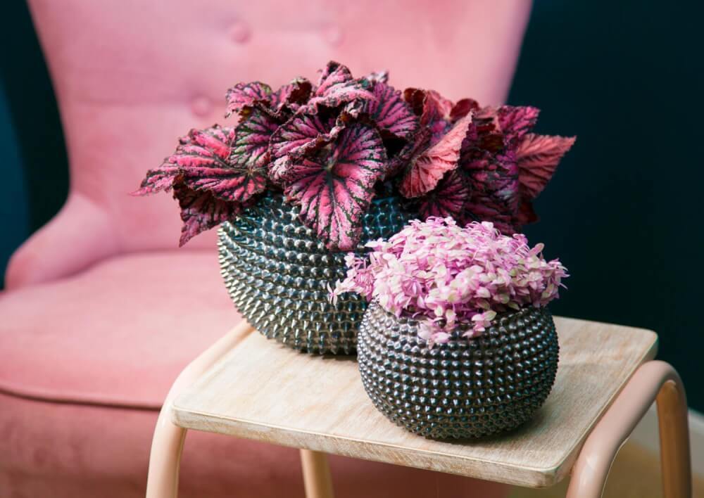 Interflora planter med rosa blader