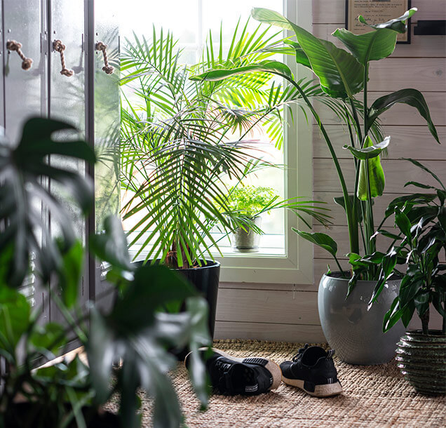 Interflora gronne planter store