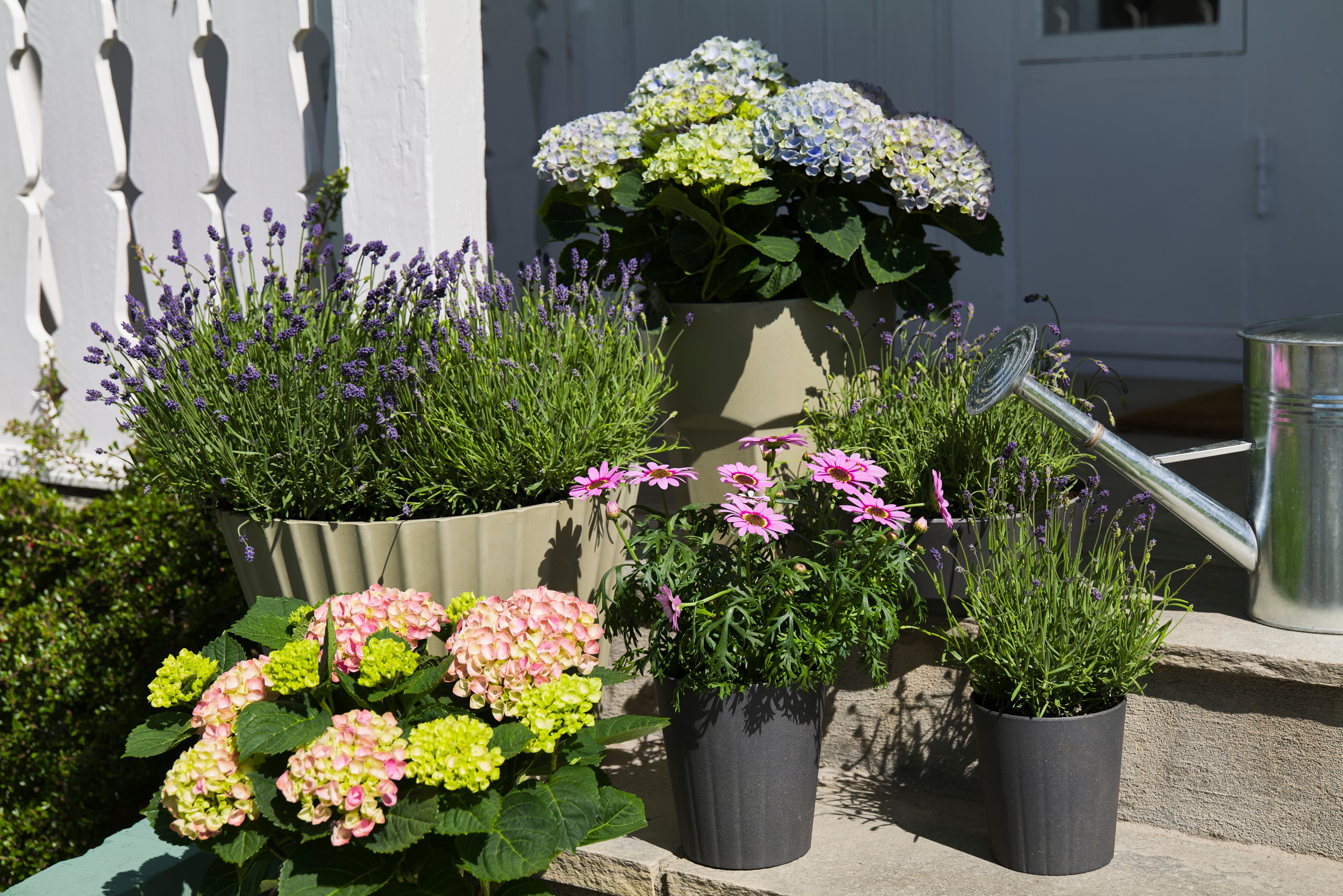 Interflora hagehortensia miks