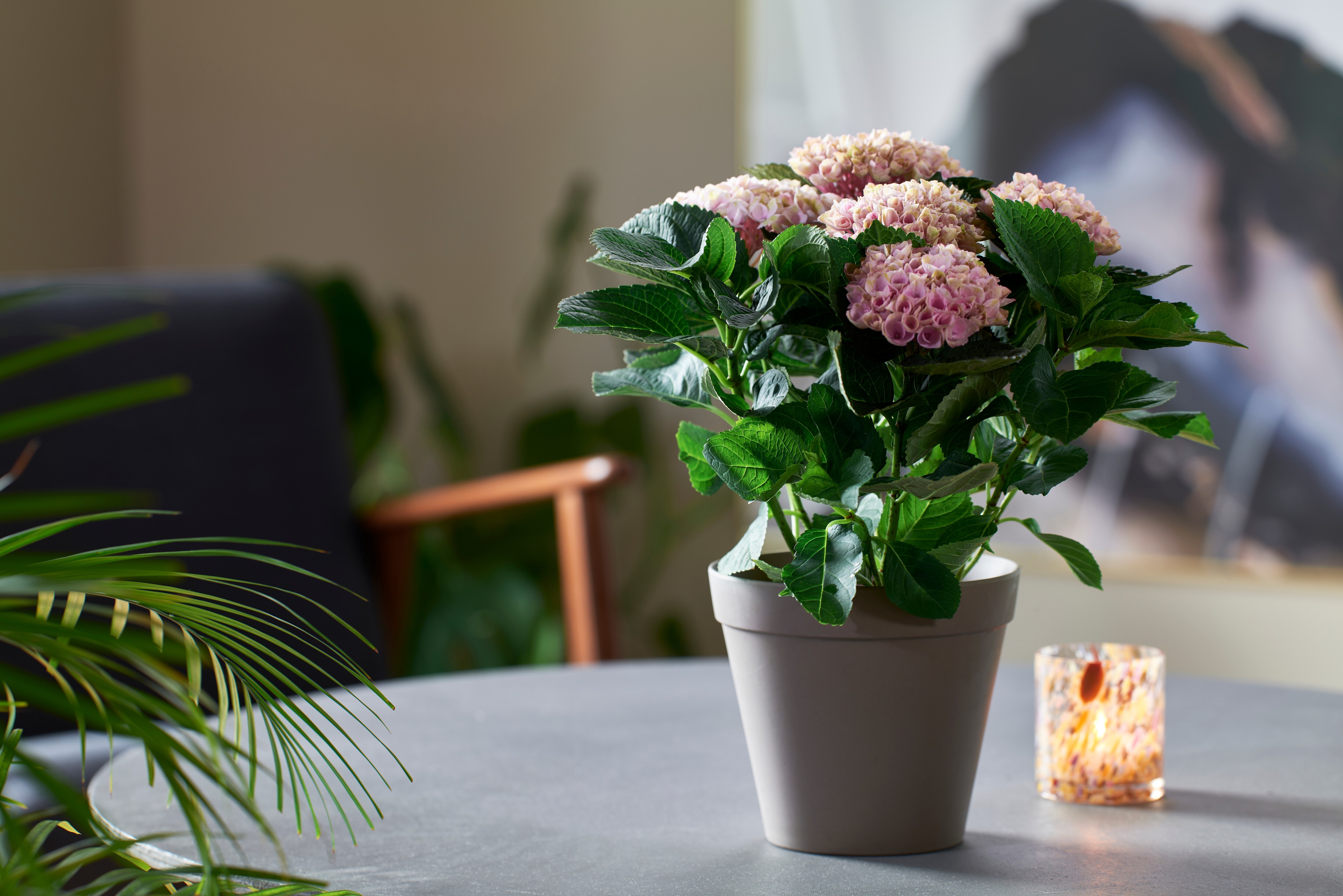 Interflora hortensia potteblomst rosa