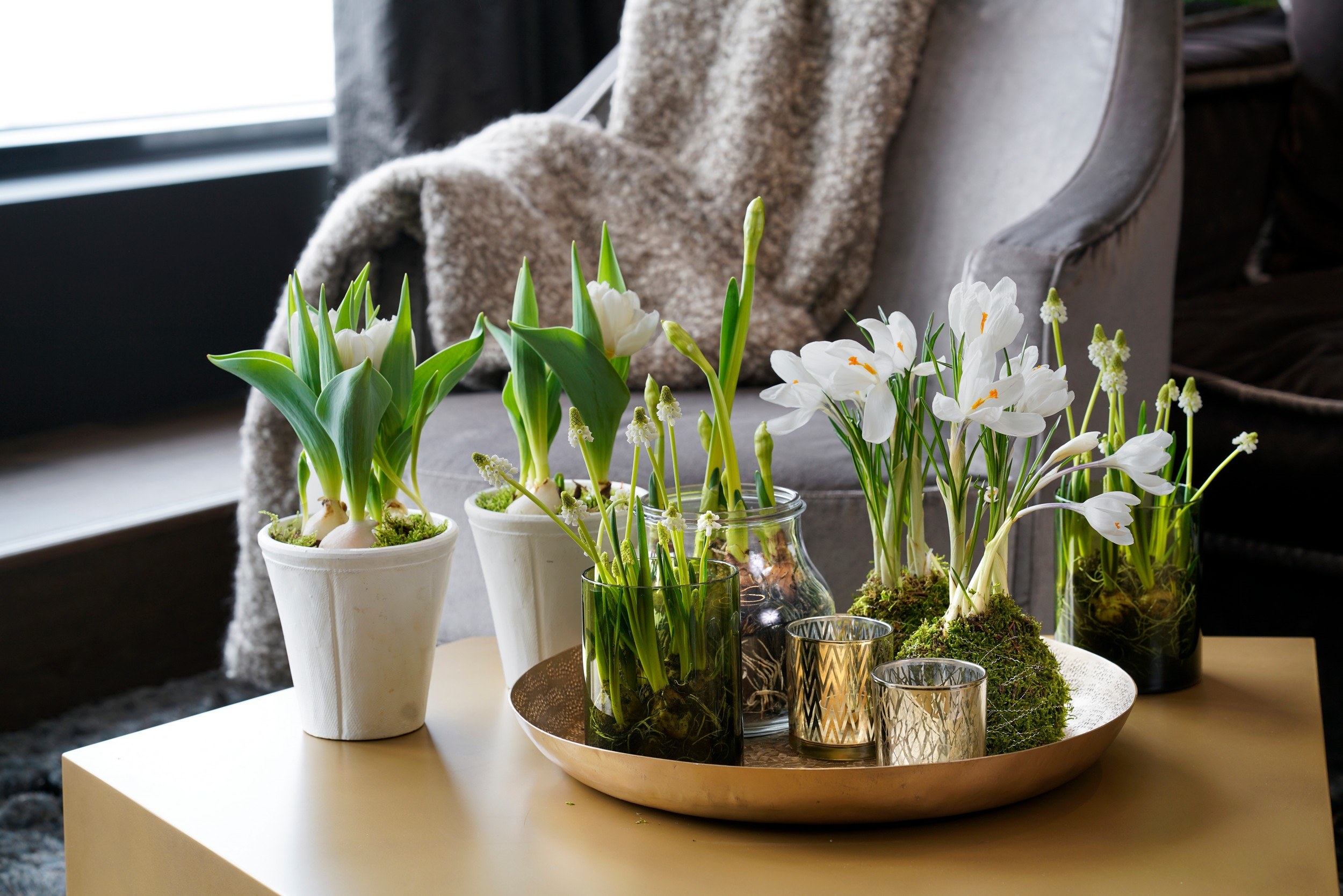 Mange løkplanter på stuebord