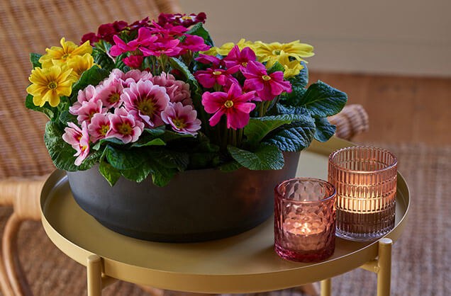 fargerike primula sammenplantet