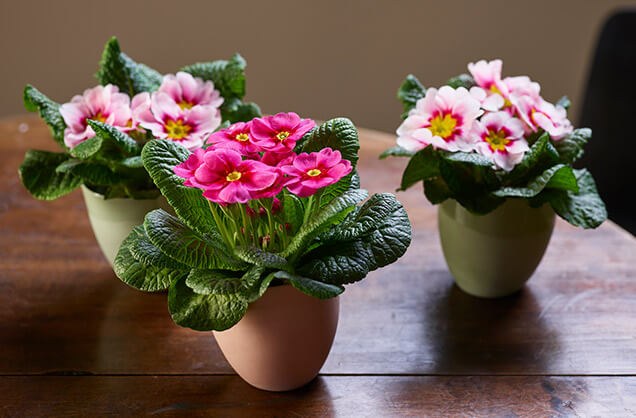 Rosa primula i tre potter