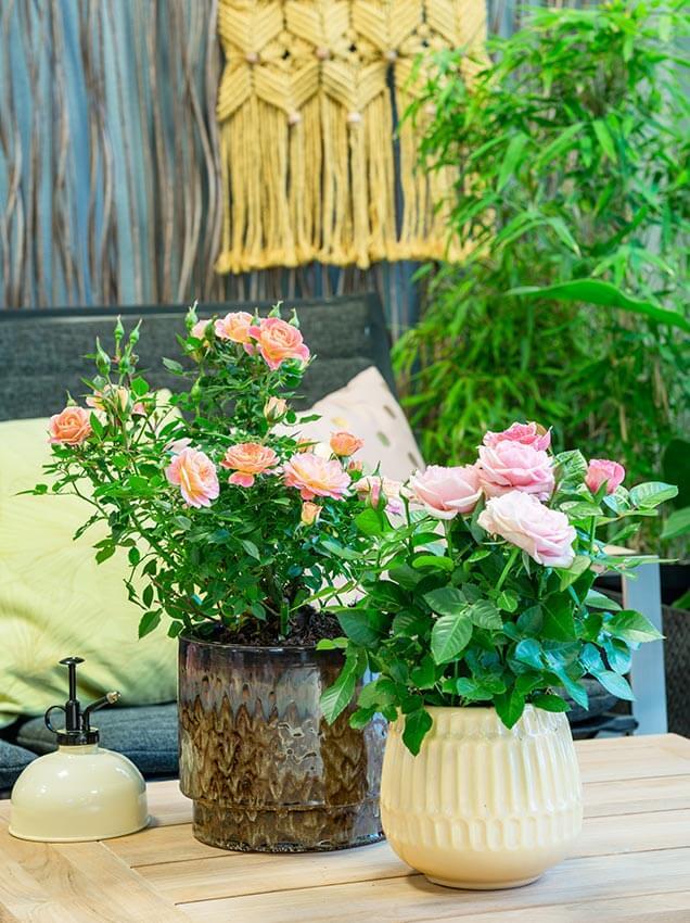 Rosa potteroser på utebord