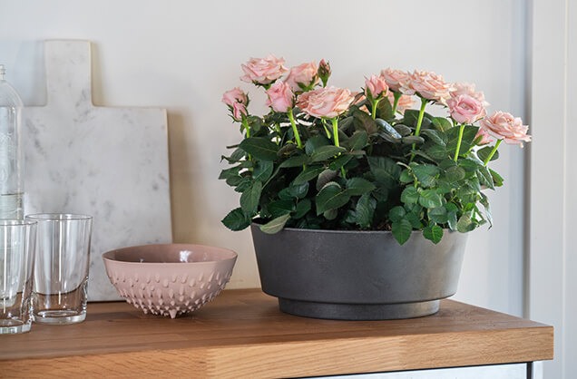 Rosa potteroser inne i krukke.