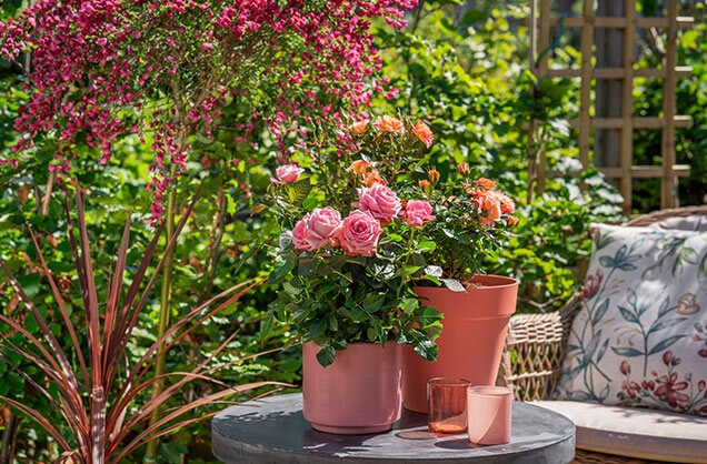 Rosa potteroser på utebord.