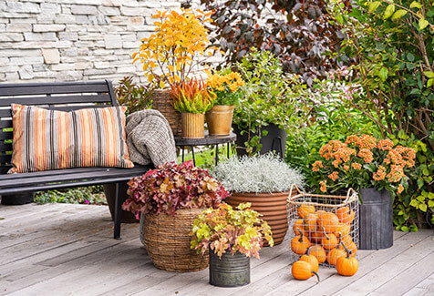 Interflora høstplanter