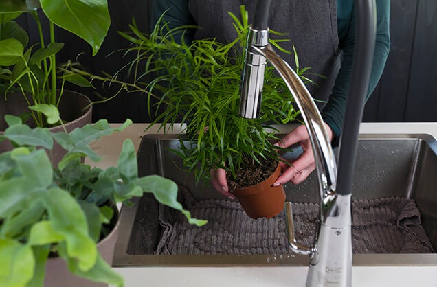 Grønn inneplante puttes i vask