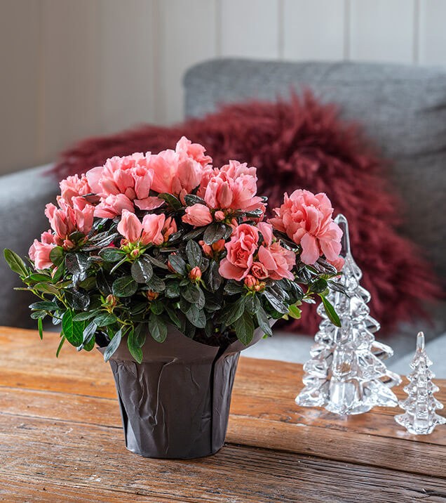 Rosa azalea julepynt