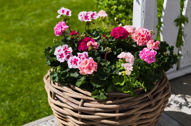 pelargonia i kurv
